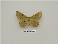 藏品(尺蛾359)的圖片